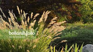 Attēlu rezultāti vaicājumam “Calamagrostis purpurea fruit”