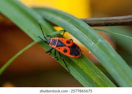 Attēlu rezultāti vaicājumam “Pyrrhocoris apterus imago”
