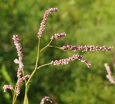 Attēlu rezultāti vaicājumam “Persicaria lapathifolia flower”