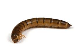 Attēlu rezultāti vaicājumam “Elateridae larva”