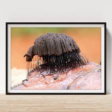 Attēlu rezultāti vaicājumam “Stemonitis fusca young”