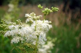 Attēlu rezultāti vaicājumam “Filipendula ulmaria  flower”