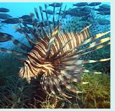 Image result for Pterois volitans