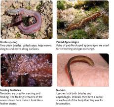 Attēlu rezultāti vaicājumam “Annelides”