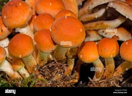 Attēlu rezultāti vaicājumam “Hypholoma lateritium”