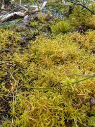 Attēlu rezultāti vaicājumam “Hamatocaulis vernicosus”