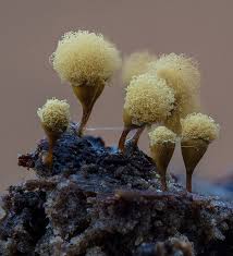 Attēlu rezultāti vaicājumam “Hemitrichia clavata stalked”