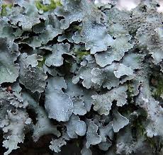 Attēlu rezultāti vaicājumam “Parmelia submontana”