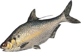 Image result for Dorosoma cepedianum