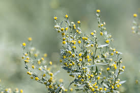Attēlu rezultāti vaicājumam “Artemisia absinthium flower”