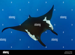 Image result for Mobula birostris