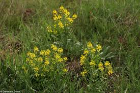 Attēlu rezultāti vaicājumam “Barbarea vulgaris subsp. arcuata flower”