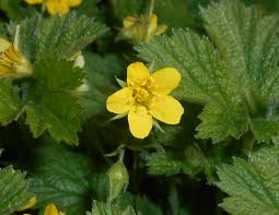 Attēlu rezultāti vaicājumam “Waldsteinia geoides flower”