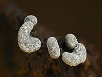 Attēlu rezultāti vaicājumam “Badhamia affinis spores”