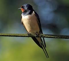 Attēlu rezultāti vaicājumam “Hirundo rustica adult”