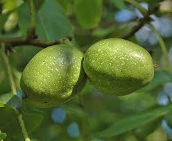 Attēlu rezultāti vaicājumam “Juglans regia fruit”