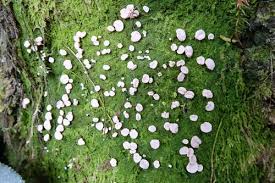 Attēlu rezultāti vaicājumam “Dibaeis baeomyces”