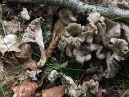 Attēlu rezultāti vaicājumam “Pseudocraterellus sinuosus”