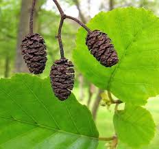 Attēlu rezultāti vaicājumam “Alnus glutinosa fruit”