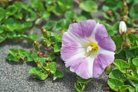 Attēlu rezultāti vaicājumam “Calystegia inflata leaf”