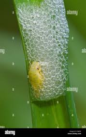 Attēlu rezultāti vaicājumam “Philaenus spumarius nymph”