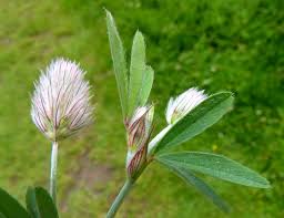 Attēlu rezultāti vaicājumam “Trifolium arvense”