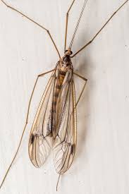 Attēlu rezultāti vaicājumam “Tipulidae”