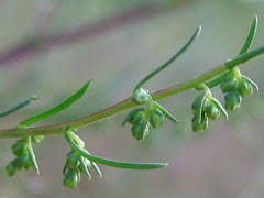Attēlu rezultāti vaicājumam “Artemisia campestris bud”