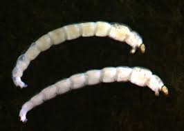 Attēlu rezultāti vaicājumam “Chironomidae imago”