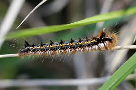 Attēlu rezultāti vaicājumam “Euthrix potatoria imago”