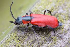 Attēlu rezultāti vaicājumam “Anthocomus rufus”