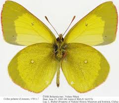 Attēlu rezultāti vaicājumam “Colias palaeno female”