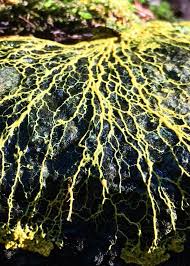 Attēlu rezultāti vaicājumam “Physarum obscurum”