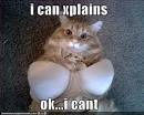 underwear cat