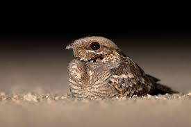 Image result for Caprimulgus ruficollis