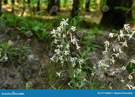 Attēlu rezultāti vaicājumam “Silene nutans flower”