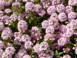 Attēlu rezultāti vaicājumam “Thymus serpyllum flower”