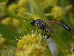 Attēlu rezultāti vaicājumam “Gasteruption jaculator imago”