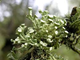 Attēlu rezultāti vaicājumam “Ramalina fastigiata”