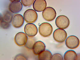 Attēlu rezultāti vaicājumam “Stemonitopsis hyperopta var. landewaldii stalked”