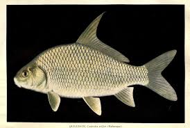 Image result for Carpiodes velifer