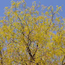 Attēlu rezultāti vaicājumam “Salix”