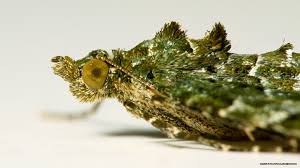 Attēlu rezultāti vaicājumam “Chloroclysta siterata”