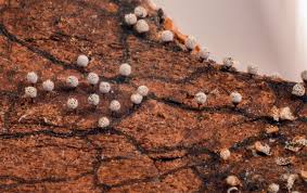 Attēlu rezultāti vaicājumam “Craterium aureonucleatum”