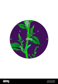 Attēlu rezultāti vaicājumam “Chenopodium polyspermum var. acutifolium flower”