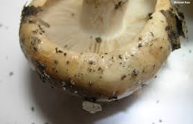 Attēlu rezultāti vaicājumam “Tricholoma sp.”