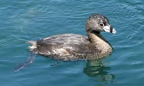 Image result for Podilymbus podiceps