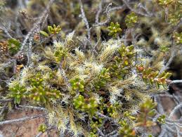 Attēlu rezultāti vaicājumam “Hedwigia ciliata sporophyte”