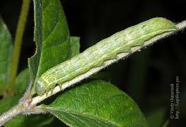 Attēlu rezultāti vaicājumam “Lacanobia contigua imago”
