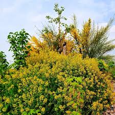 Attēlu rezultāti vaicājumam “Cytisus scoparius fruit”